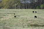 Cows in the "upper" pasture